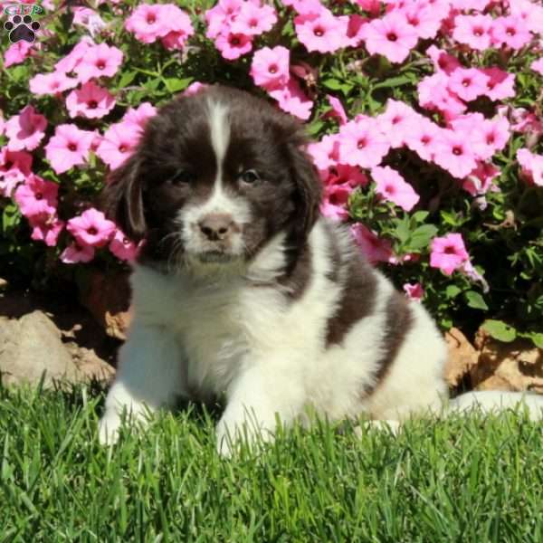 Cherry, Newfoundland Puppy