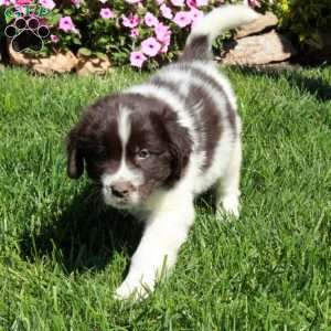 Cherry, Newfoundland Puppy