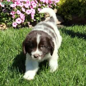 Cherry, Newfoundland Puppy