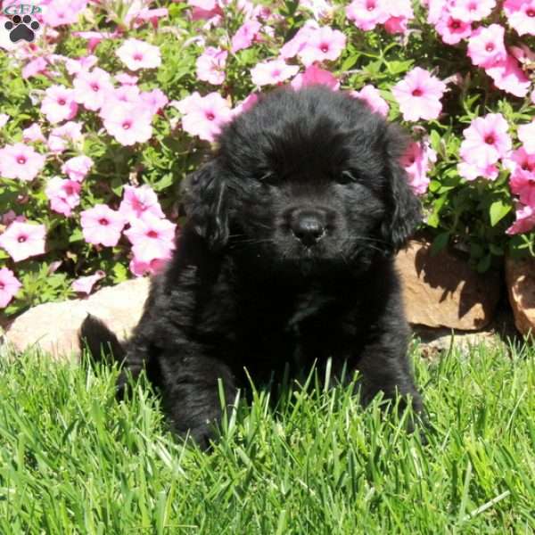 Chester, Newfoundland Puppy