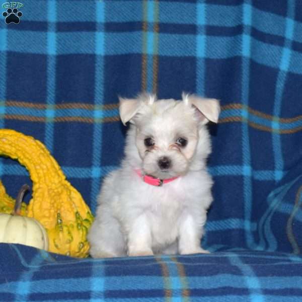 Cheyenne, Maltese Puppy