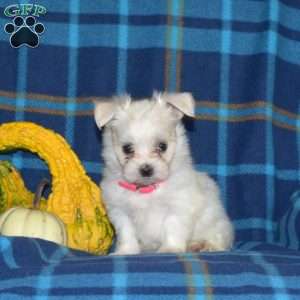 Cheyenne, Maltese Puppy