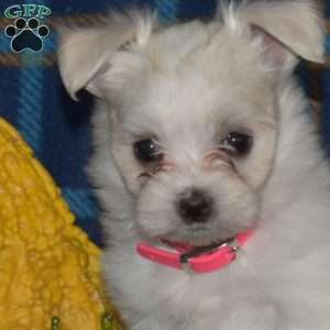 Cheyenne, Maltese Puppy
