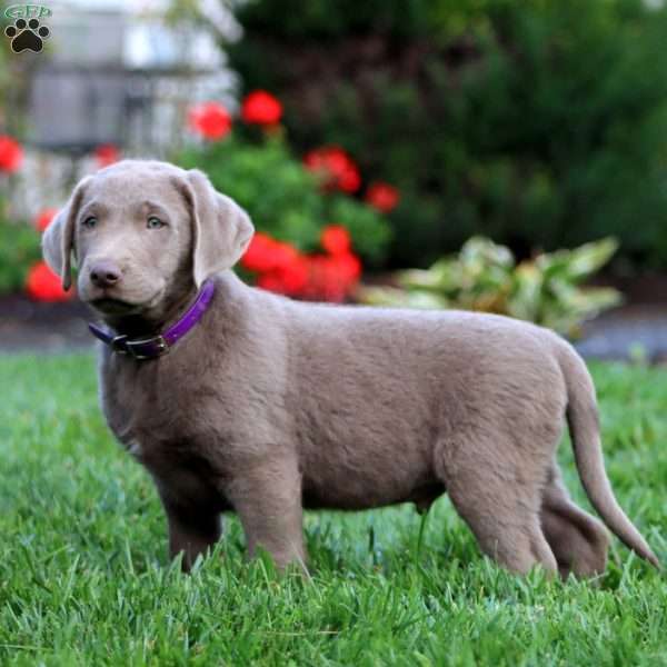 Chico, Silver Labrador Retriever Puppy