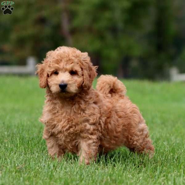 Chico, Mini Goldendoodle Puppy
