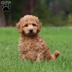 Chico, Mini Goldendoodle Puppy