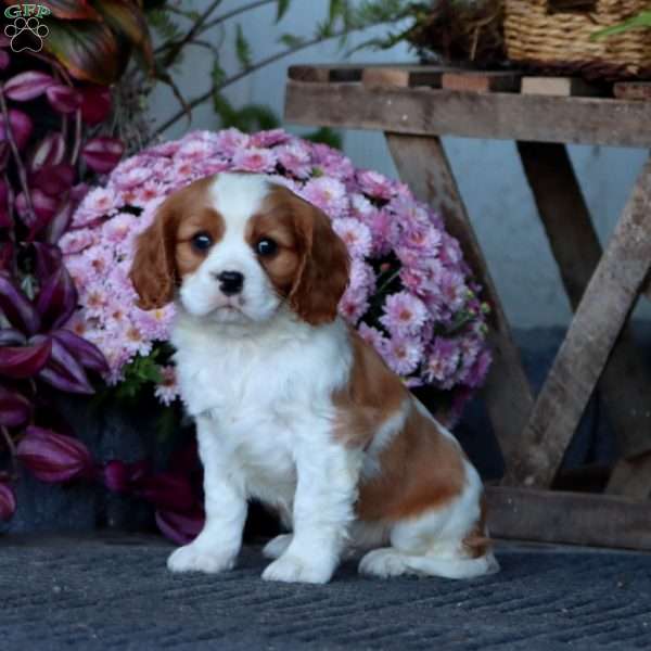 Chief, Cavalier King Charles Spaniel Puppy