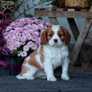 Chief, Cavalier King Charles Spaniel Puppy