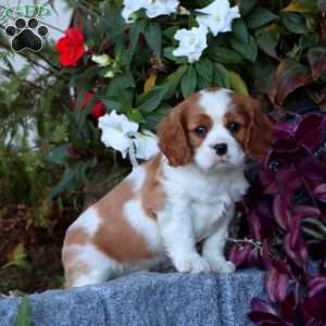 Chief, Cavalier King Charles Spaniel Puppy