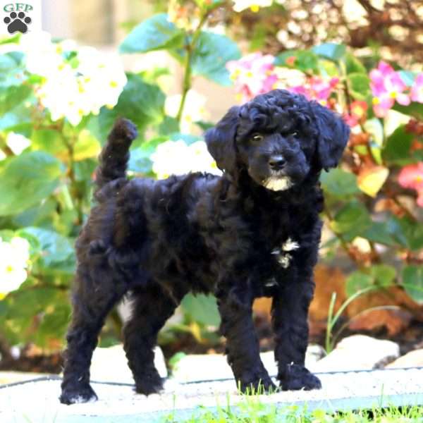 Chip, Miniature Poodle Puppy