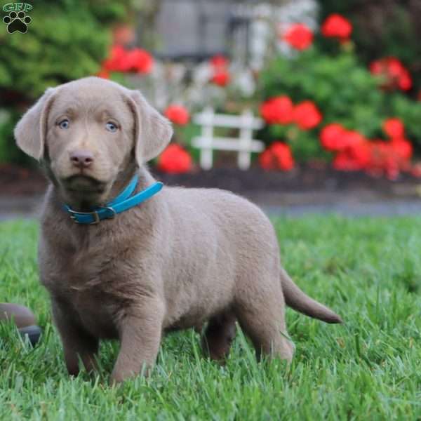 Chip, Silver Labrador Retriever Puppy