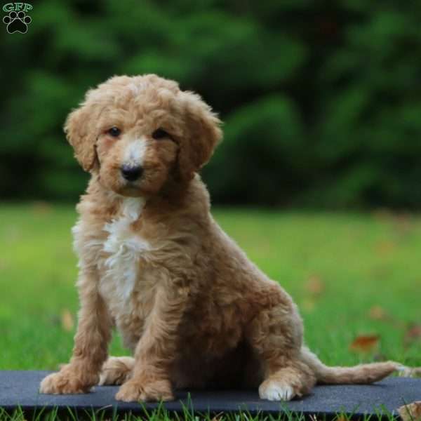 Chip, Goldendoodle Puppy