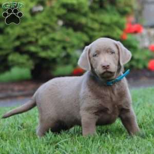 Chip, Silver Labrador Retriever Puppy