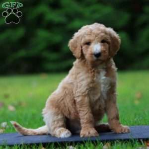 Chip, Goldendoodle Puppy