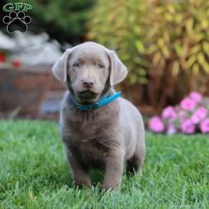 Chip, Silver Labrador Retriever Puppy