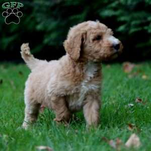 Chip, Goldendoodle Puppy
