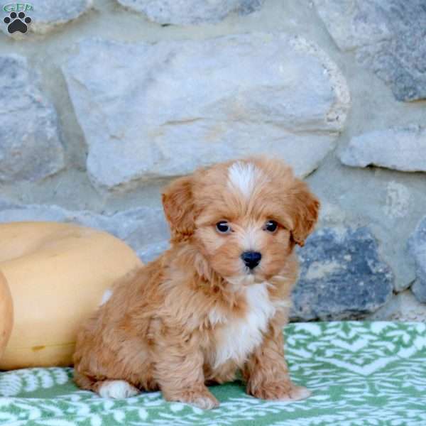 Chipper, Toy Poodle Mix Puppy