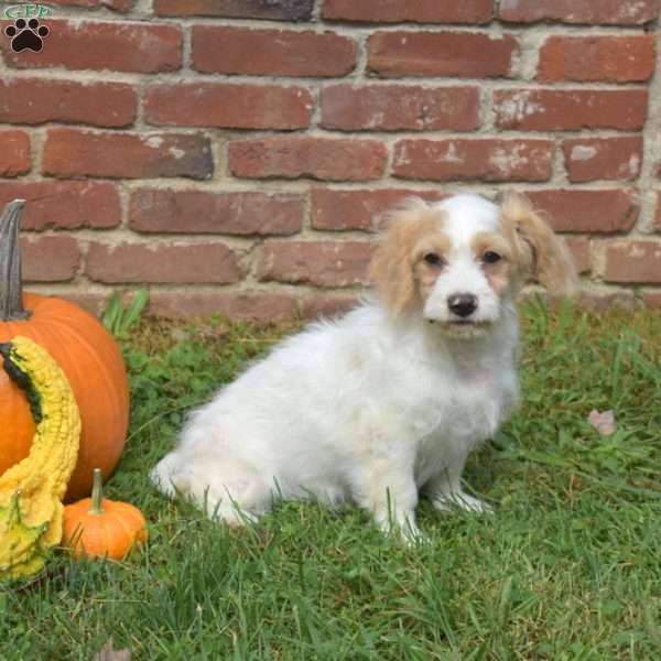 Chips, Cavapoo Puppy