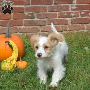 Chips, Cavapoo Puppy