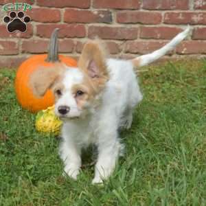 Chips, Cavapoo Puppy