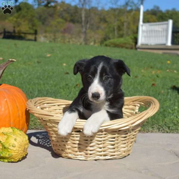 Chloe, Border Collie Puppy
