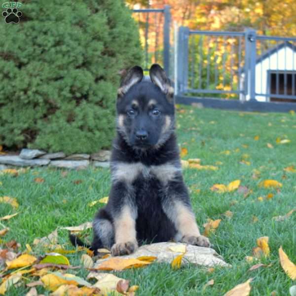 Chloe, German Shepherd Puppy