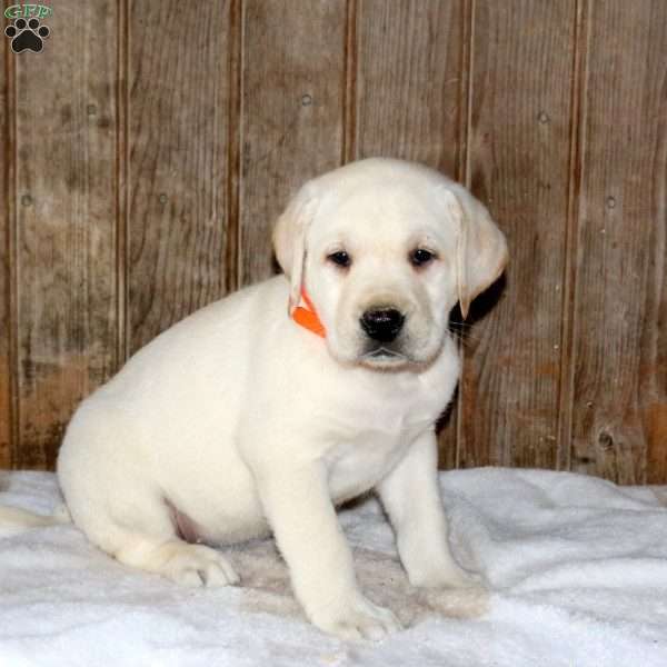 Chloe, Yellow Labrador Retriever Puppy