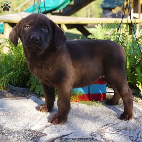 Claire, Chocolate Labrador Retriever Puppy