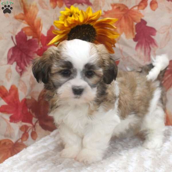 Chuck, Coton de Tulear Mix Puppy