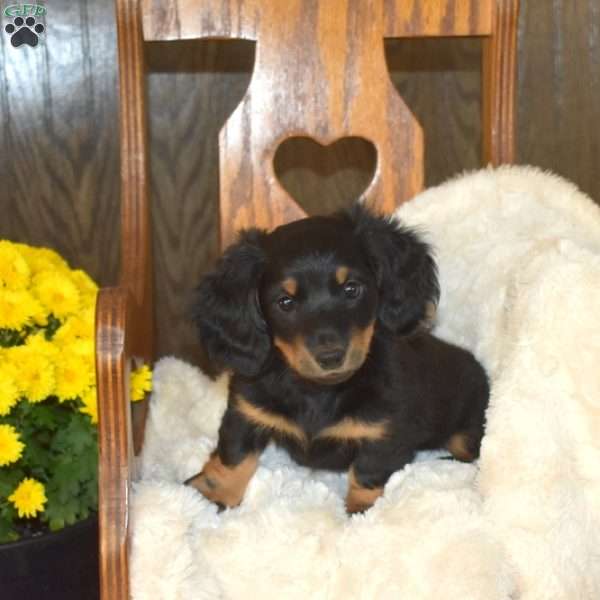 Chuckles, Dachshund Puppy