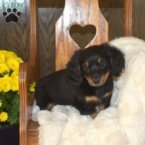 Chuckles, Dachshund Puppy