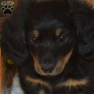 Chuckles, Dachshund Puppy