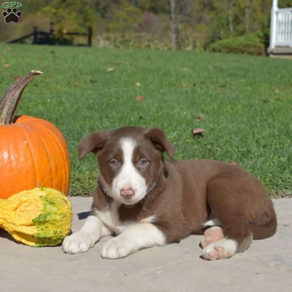 Cider, Border Collie Puppy