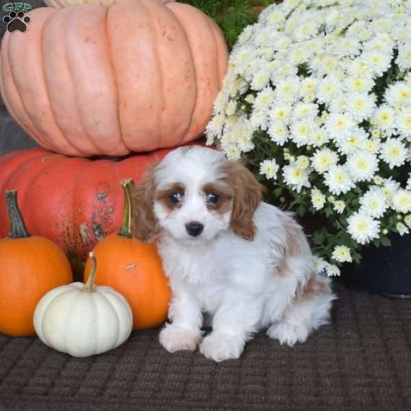 Cider, Cavapoo Puppy