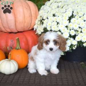 Cider, Cavapoo Puppy