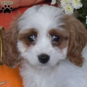 Cider, Cavapoo Puppy