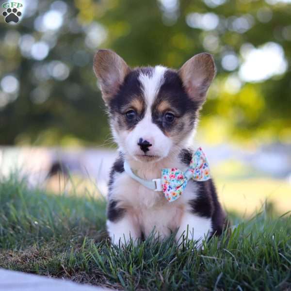 Cinderella, Pembroke Welsh Corgi Puppy