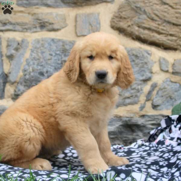 Cinnamon, Golden Retriever Puppy