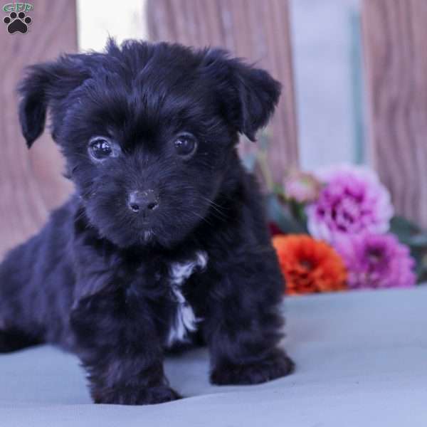 Clark, Yorkie Poo Puppy