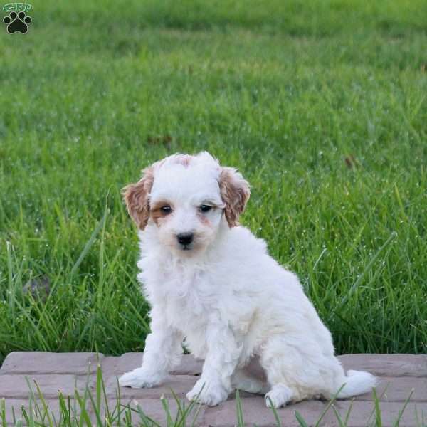 Clover, Mini Goldendoodle Puppy