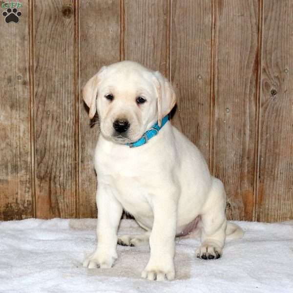 Clover, Yellow Labrador Retriever Puppy