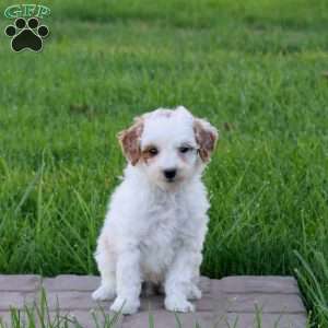 Clover, Mini Goldendoodle Puppy