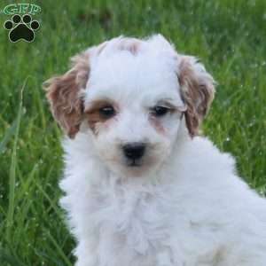 Clover, Mini Goldendoodle Puppy