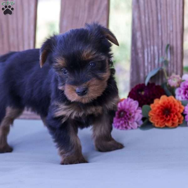 Clover, Yorkie Poo Puppy