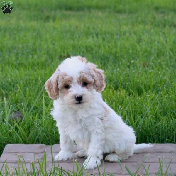 Cobra, Mini Goldendoodle Puppy