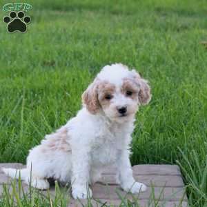 Cobra, Mini Goldendoodle Puppy