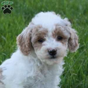 Cobra, Mini Goldendoodle Puppy