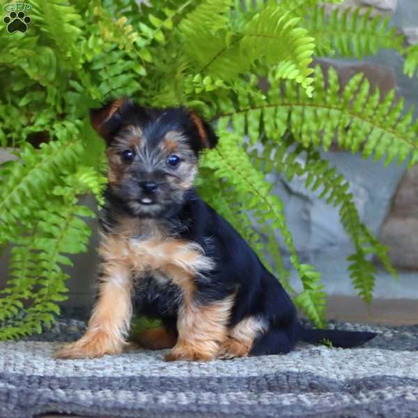 Coco, Morkie / Yorktese Puppy