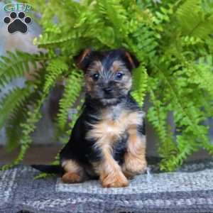 Coco, Morkie / Yorktese Puppy