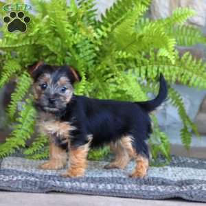 Coco, Morkie / Yorktese Puppy